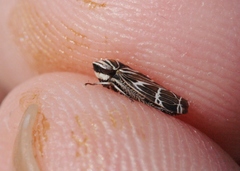 Cochlorhinus pasadenus