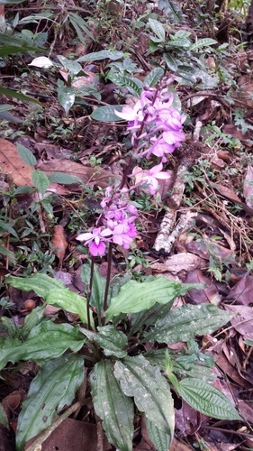 Calanthe madagascariensis image