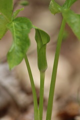 Arisaema triphyllum