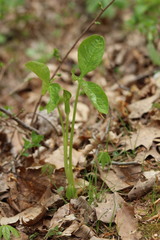 Arisaema triphyllum