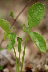Arisaema triphyllum