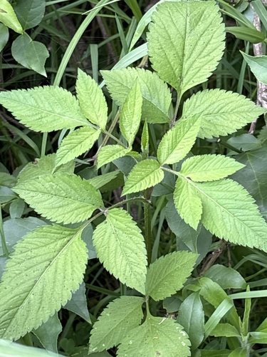 Bidens pilosa