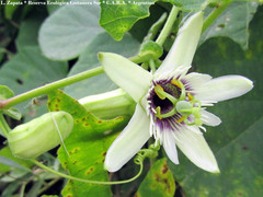 Passiflora morifolia