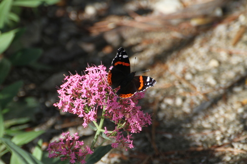 Photo of Red Admiral (Vanessa atalanta)
