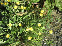 Leontodon saxatilis saxatilis