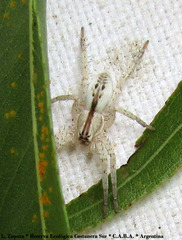 Arachosia praesignis
