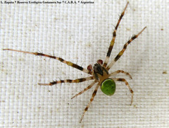 Araneus lathyrinus
