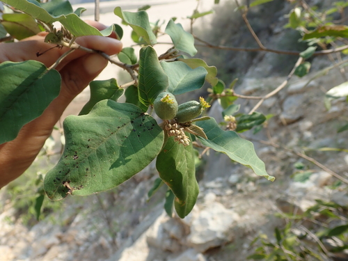 Croton mavoravina