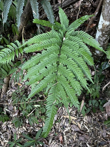 Pteris arisanensis, photograph 3