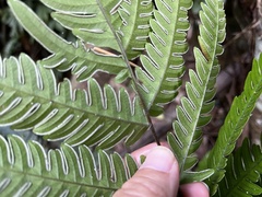 (c) 黃美滿, some rights reserved (CC BY) Pteris arisanensis, photograph (c) 黃美滿, some rights reserved (CC BY)