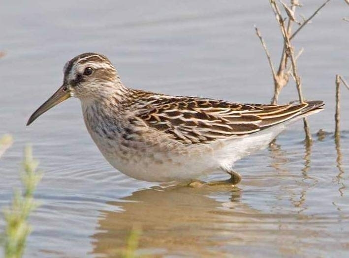 Broad-billed Sandpiper