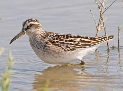 Broad-billed Sandpiper