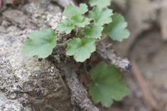 author not stated, no rights reserved Heuchera elegans, photograph author not stated, no rights reserved