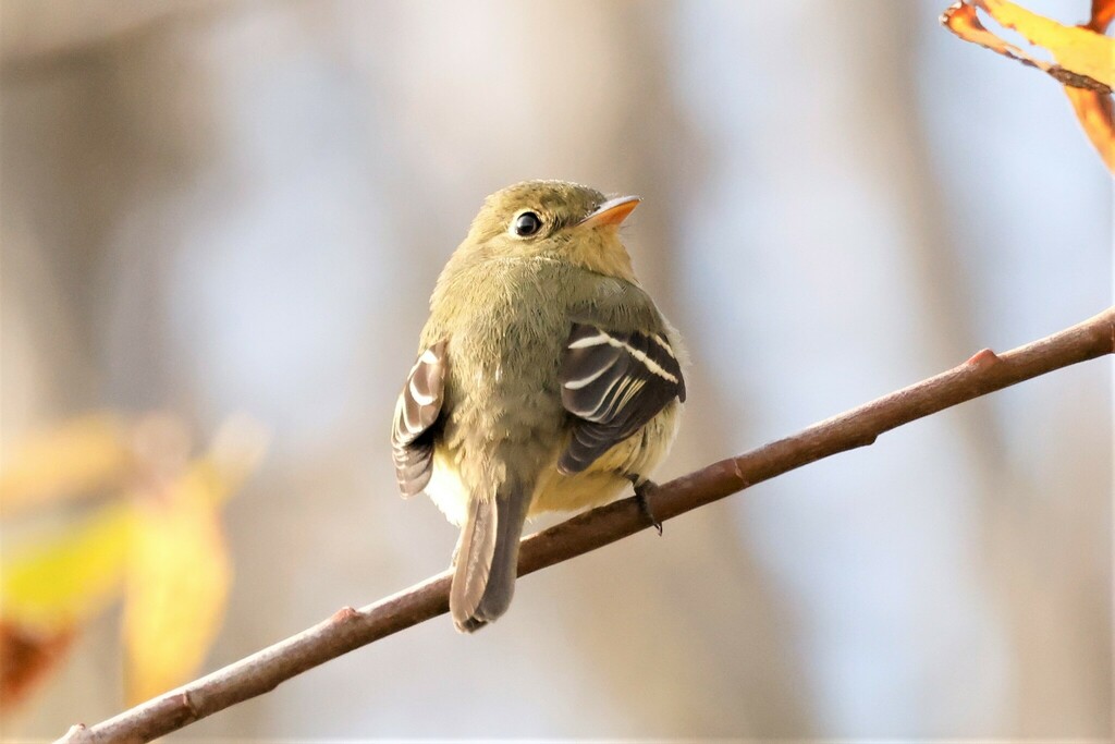 Yellow-bellied Flycatcher photo