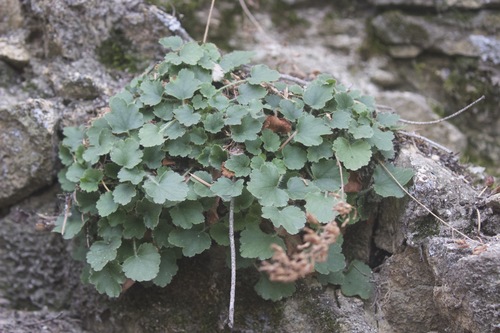 Urn-flowered Alumroot (Heuchera elegans)