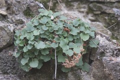 Heuchera elegans