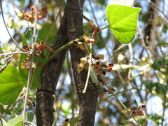 Rhynchosia precatoria