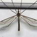 Tipula - Photo (c) Nick Block, some rights reserved (CC BY), uploaded by Nick Block