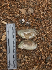 Unionoidea