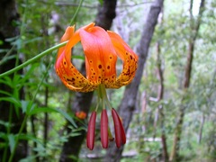 Lilium pardalinum pardalinum