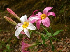 Lilium rubescens