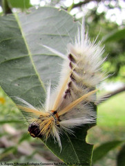 Halysidota ruscheweyhi