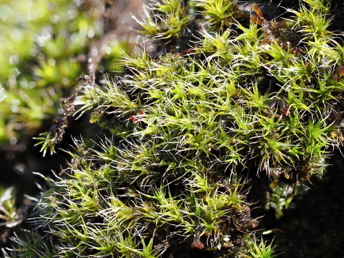 Grimmia elatior observed 2023-12-17