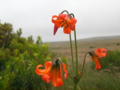 Lilium maritimum