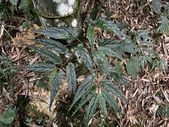 Begonia taiwaniana, photograph (c) 黃美滿, some rights reserved (CC BY)