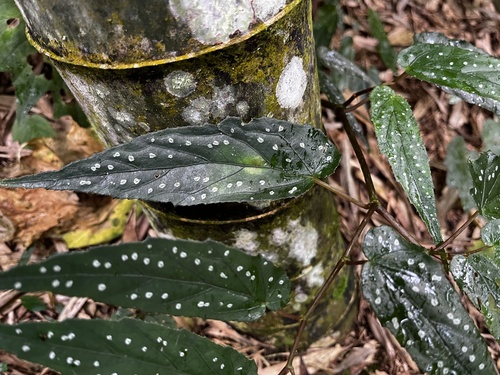 Begonia taiwaniana, photograph 5