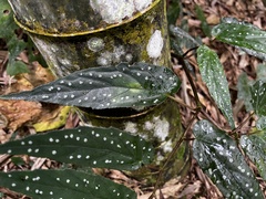 Begonia taiwaniana, photograph (c) 黃美滿, some rights reserved (CC BY)