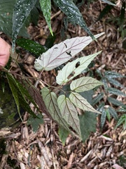 Begonia taiwaniana, photograph (c) 黃美滿, some rights reserved (CC BY)