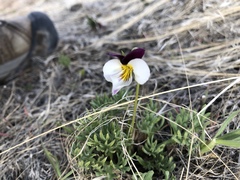 Viola beckwithii