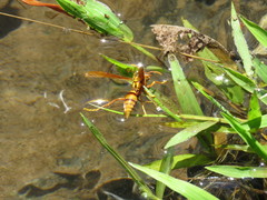 Polistes carnifex carnifex