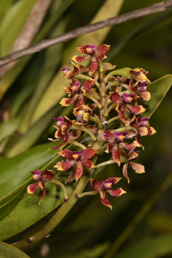 Prosthechea farfanii