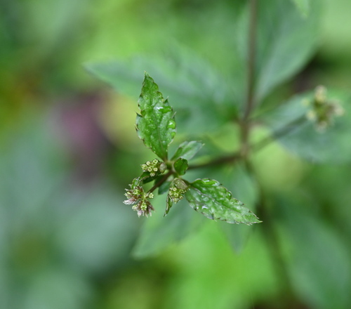 Image of Sanicula liberta by (c) Amber M. King, some rights reserved (CC BY)