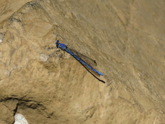 Argia lacrimans