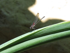 Hetaerina cruentata