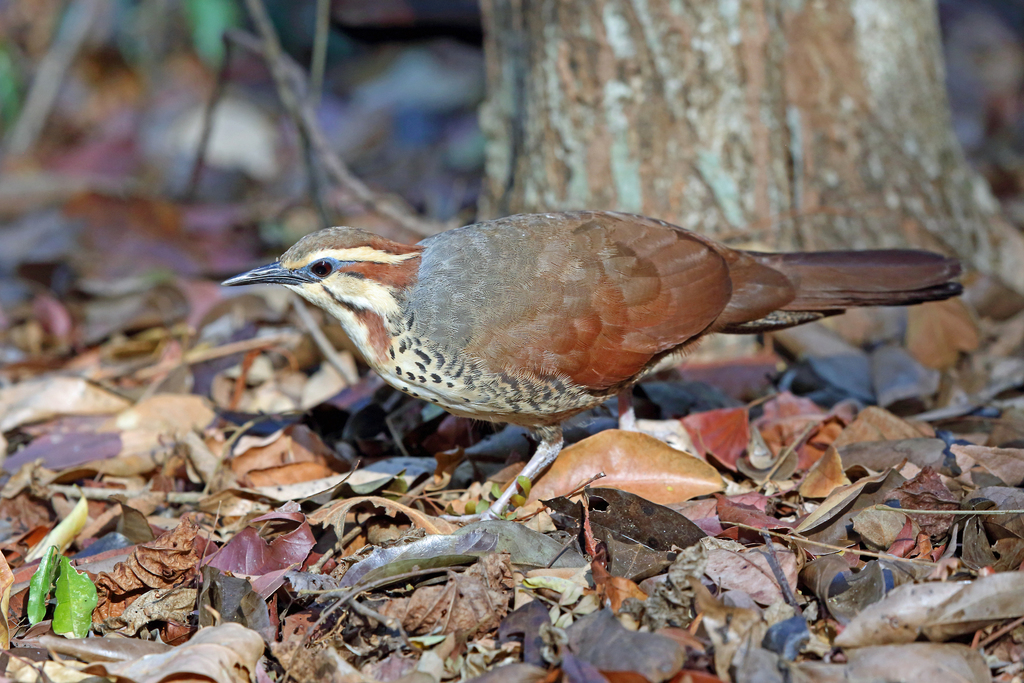 White-breasted Mesite (Mesitornis variegatus) photo