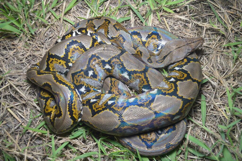 Reticulated Python from Kampung Parit Keroma, 84000 Muar, Johor ...