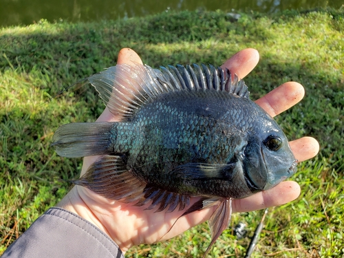 Banded cichlid (Heros severus) — Cichlidae — 2