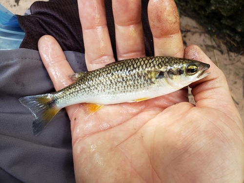 Bergharder (Agonostomus monticola) — Mugilidae — 2