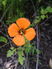 Papaver heterophyllum