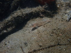 Coryphopterus glaucofraenum