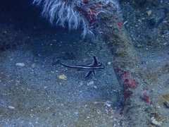 Pareques acuminatus