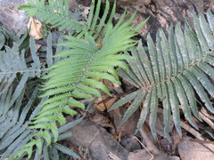 Pelazoneuron puberulum sonorense