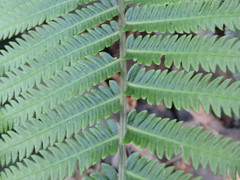 Pelazoneuron puberulum sonorense