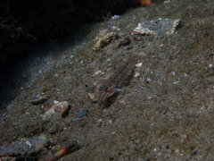 Coryphopterus glaucofraenum