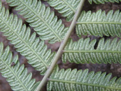 Pelazoneuron puberulum sonorense