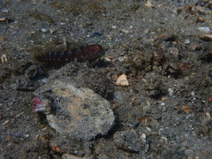 Parablennius marmoreus